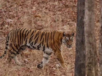 Семейный тур по Индии Big Cat
