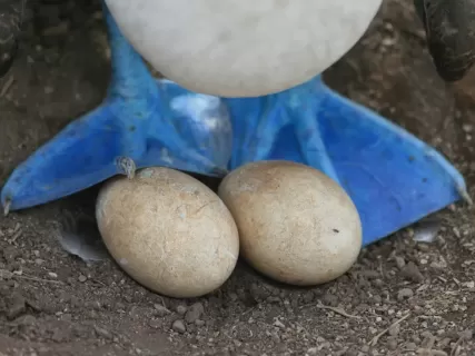 Анды, Амазония и Галапагосские острова