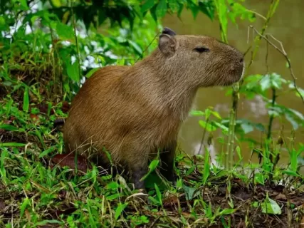 Amazon Adventure in Yasun  8 Days
