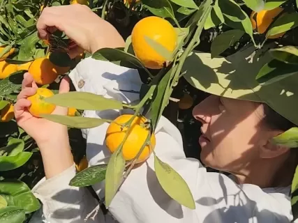 Осенние листья и сбор мандаринов! Сеул - о. Чеджу - Кенджу - Пусан.