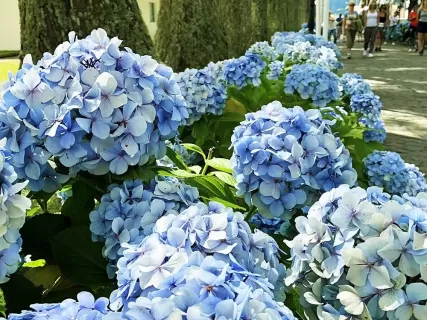 Азорские Острова