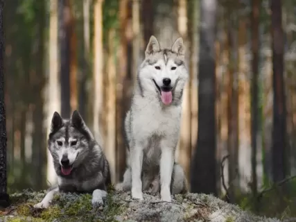 Карельские каникулы: Хаски, мрамор и водопады