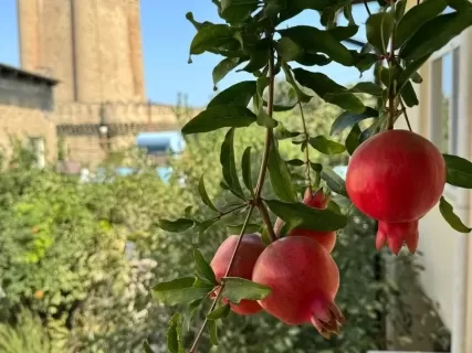 Восемь чудес Азербайджана: маршрут алычи и шафрана