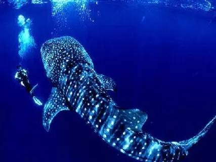 Мальдивы: герои океана