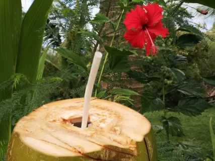 Остров Тодду с друзьями: 8 дней тропического движа