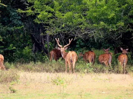 Шри-Ланка: чай, океан и дикая природа