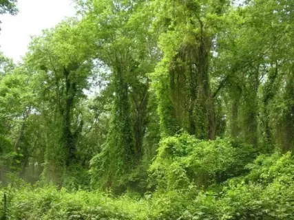 Самурский лес, Черный Песок и Купание