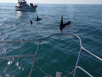 Морская прогулка к бухте Русская  длительность 10 часов на Камчатке