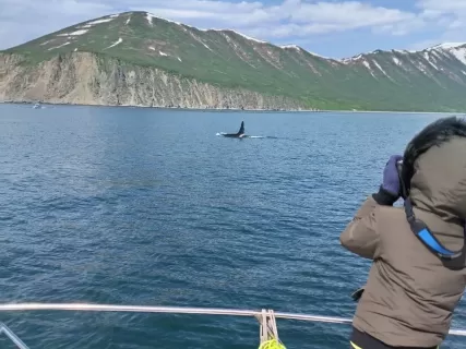 Идем к китам и косаткам - Морской круиз на Камчатке