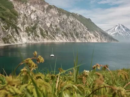 Косатки и медведи
