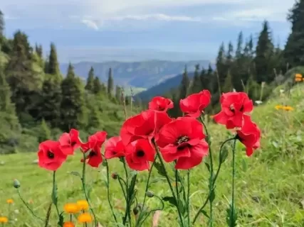 Южная Киргизия: горы, люди, традиции (всё включено)